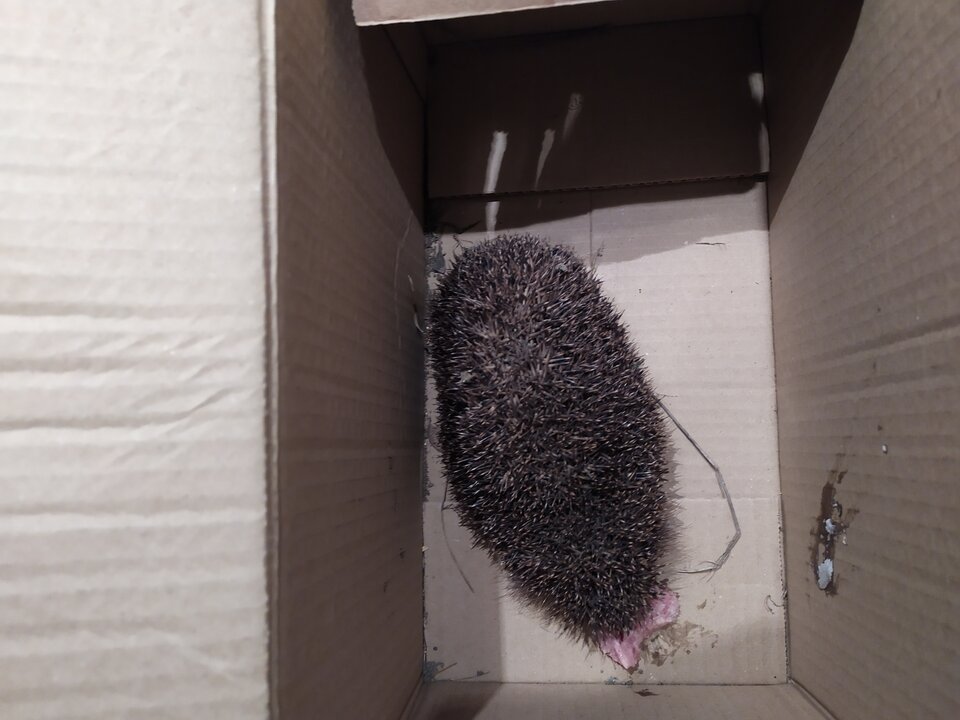 IMG_20200327_204908.jpg - krolvertexfx