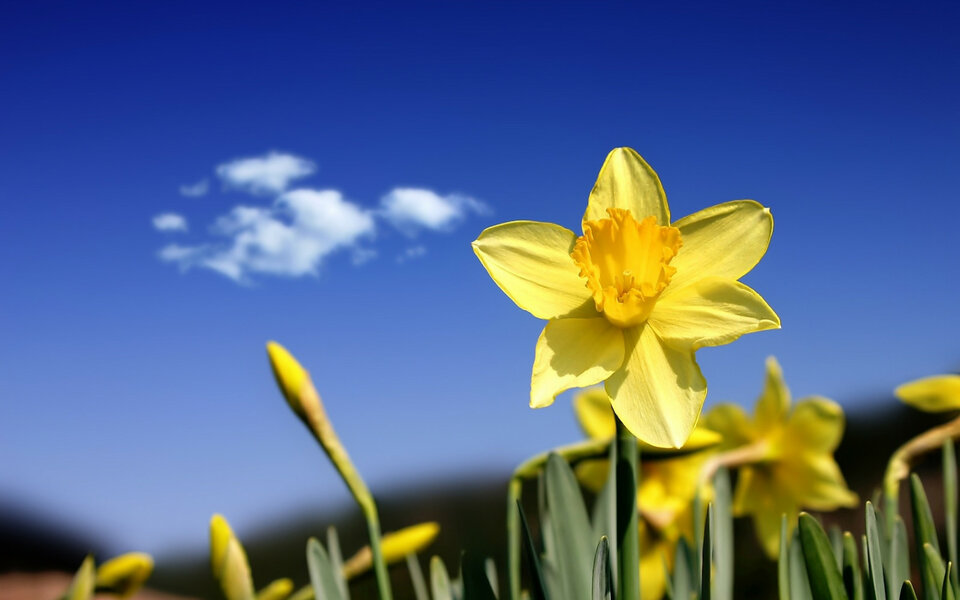 wiosna-tapeta.jpg_1680x1050_Imperiumtapet_com.jpg - Lilith30