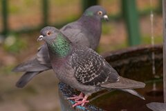 Jak zwykle ptaszyska