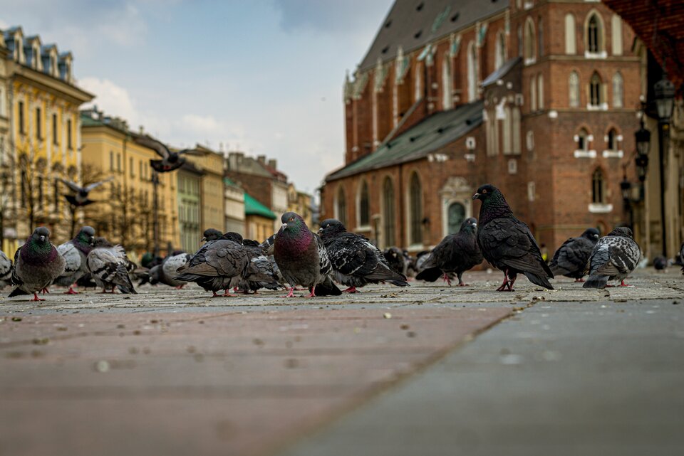 Taki Kraków 8 - mystic