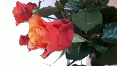 W kryzysie warto wspierać kwiaciarnie.