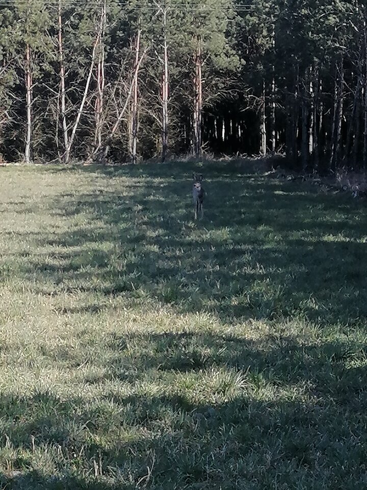 IMG_20200406_101232.jpg - AndWawa1990