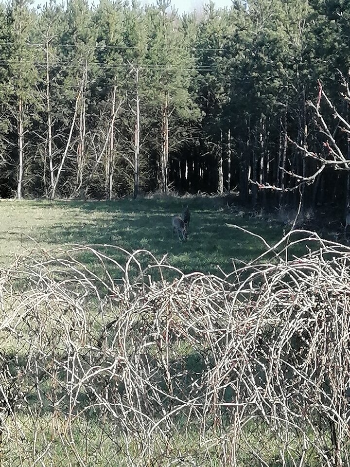 IMG_20200406_100944.jpg - AndWawa1990