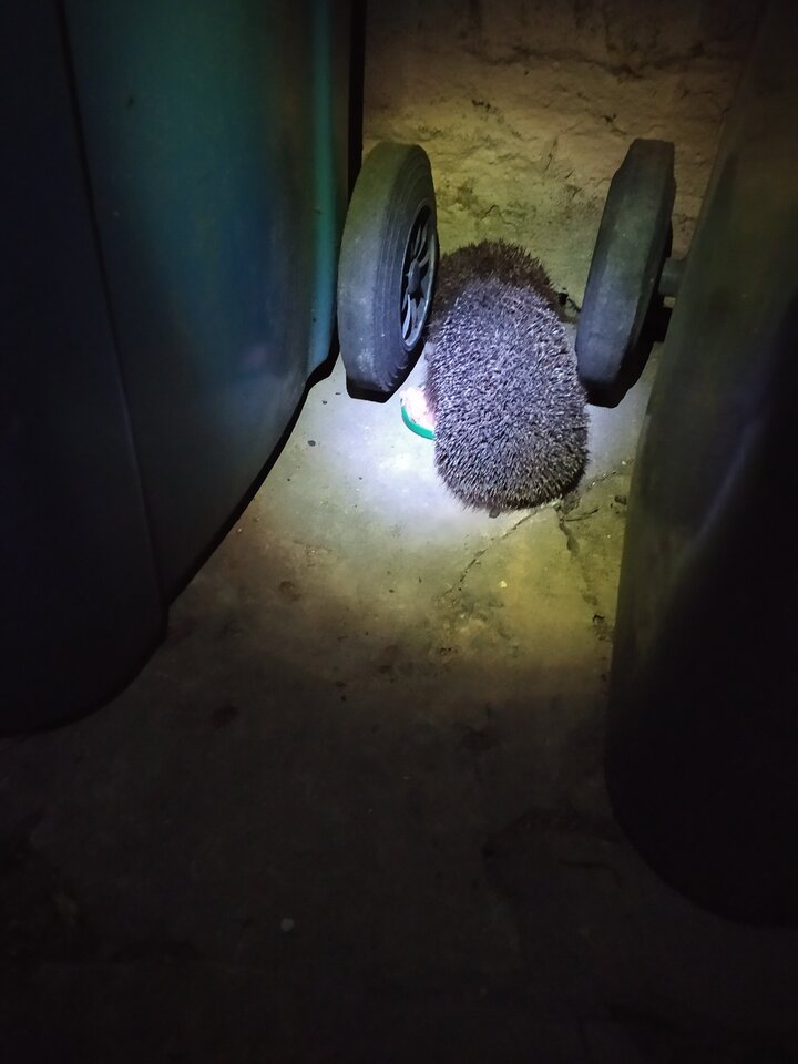 IMG_20200409_222357.jpg - krolvertexfx