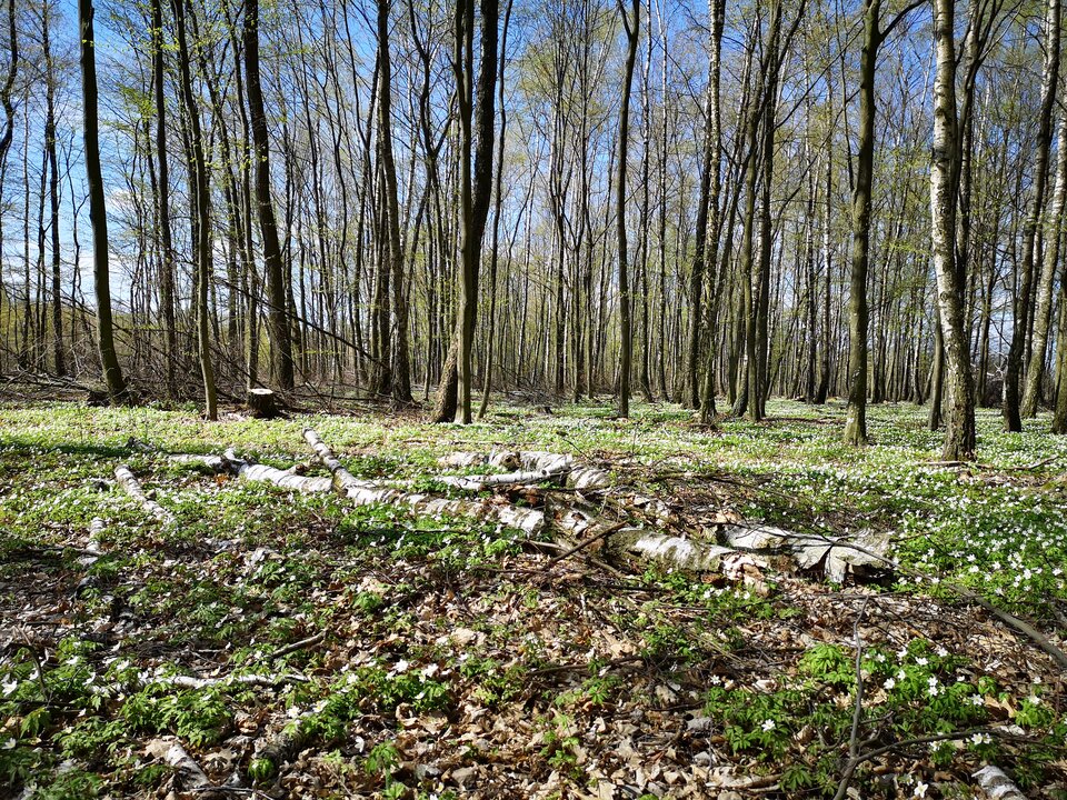 IMG_20200410_121124.jpg - Sword4You