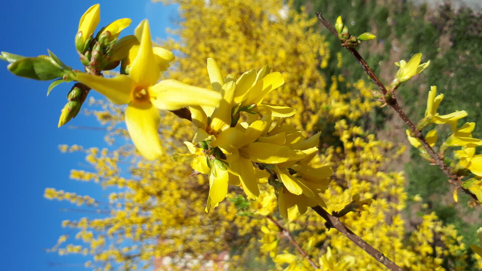 20200412_151927.jpg - Tabas0