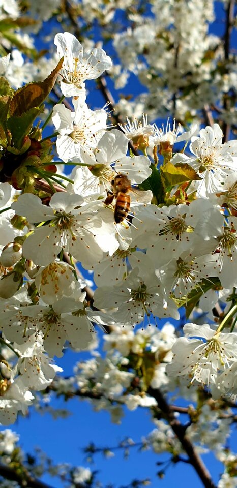 Ostrej pszczółki szukam  . . .  😉 - Jack061