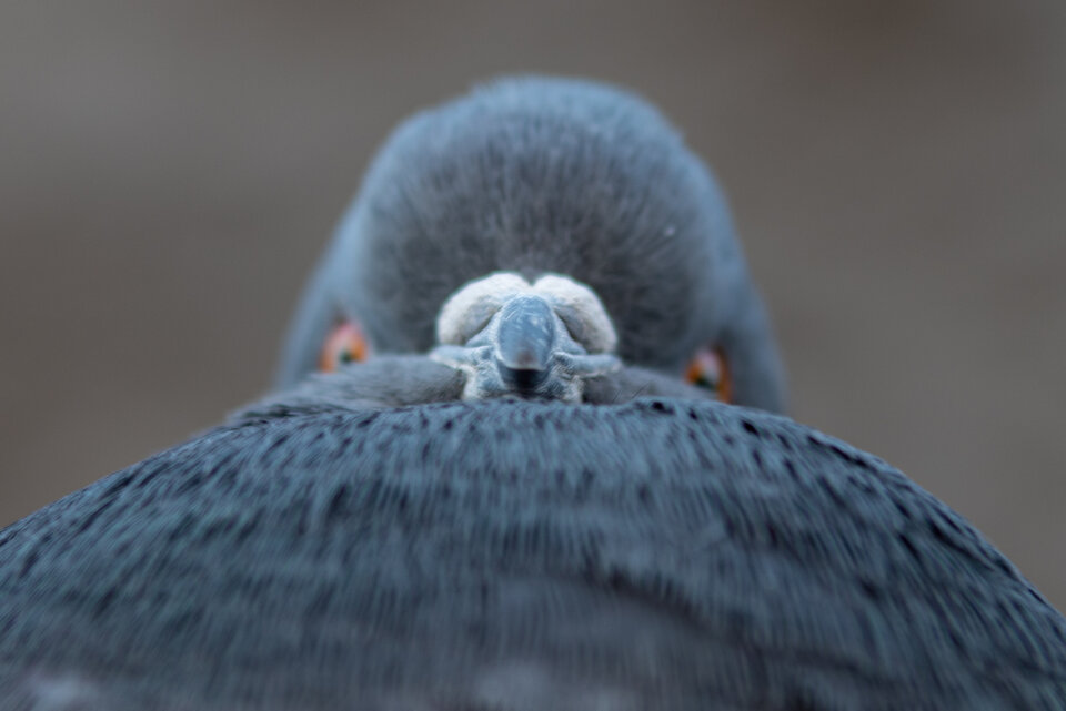Gdy usiłujesz nawiązać kontakt wzrokowy z partnerem..... - mystic