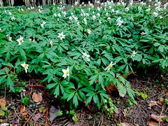 IMG_20200420_161542a.jpg