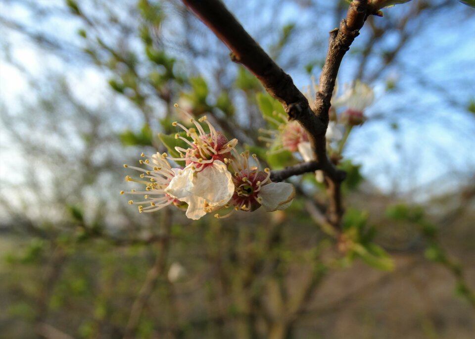 received_218889196009871.jpeg - Nuteczek101