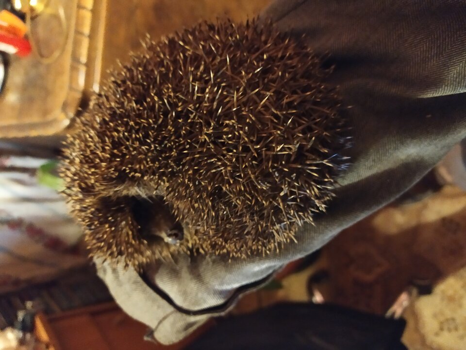 IMG_20200415_214244.jpg - krolvertexfx