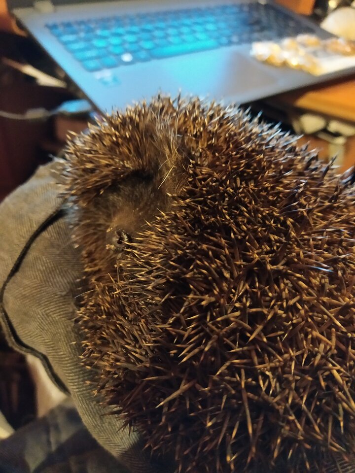 IMG_20200415_214656.jpg - krolvertexfx