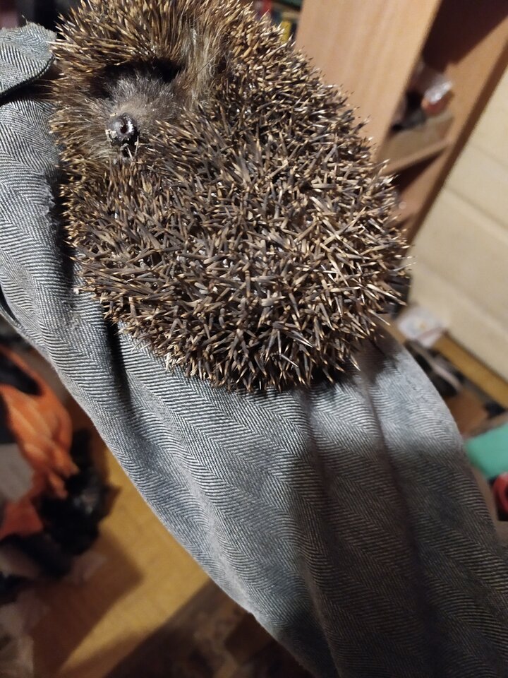 IMG_20200415_215013.jpg - krolvertexfx