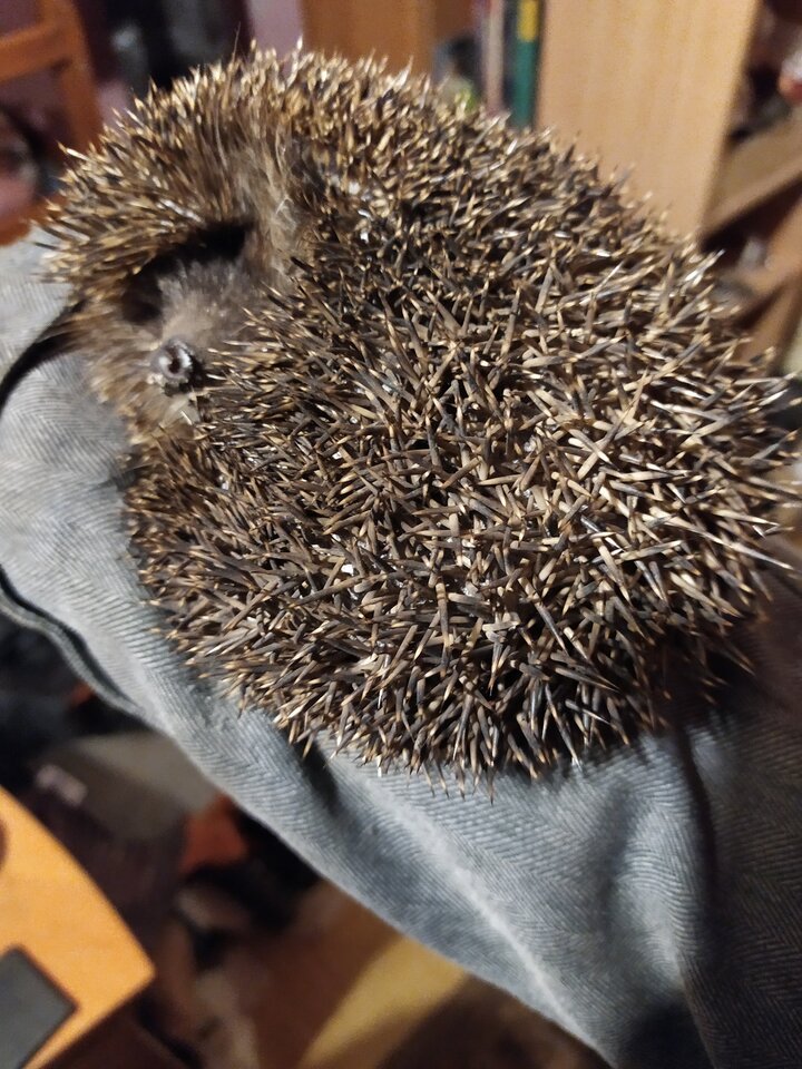 IMG_20200415_215001.jpg - krolvertexfx