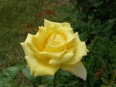 róże i cyronie 005.jpg