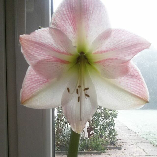 15337235_1422637021369275_6733575217576148992_n.jpg - marysia1970