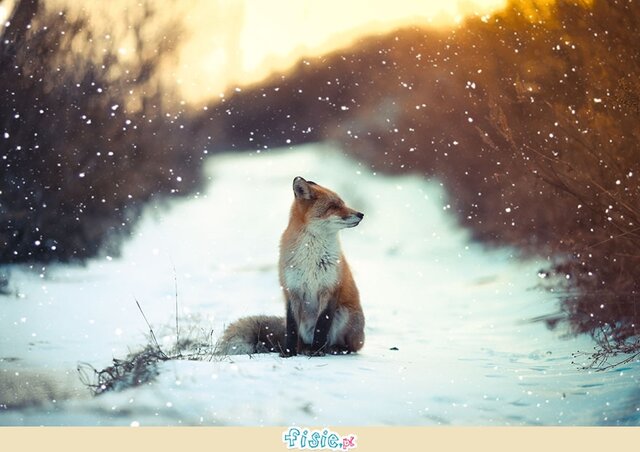 foto_bfca17d781ef47860994f90c2e13f53e_org.jpg - Batman879