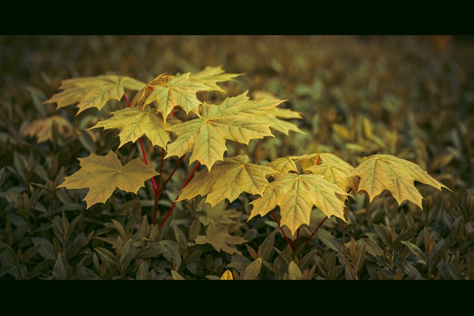 Klon się wynurzył... - mystic