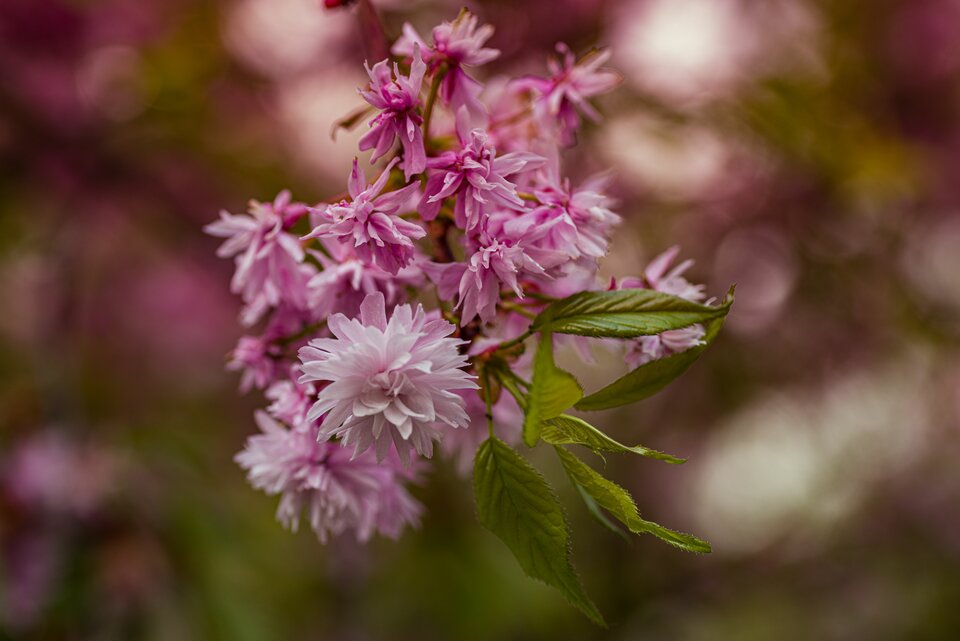 W słodkich kolorach pochmurnego dnia - mystic