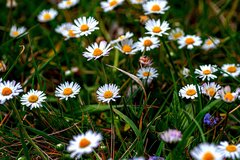 Co w trawie piszczy?