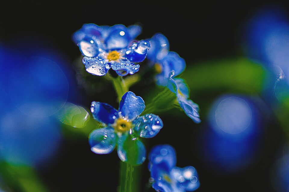 Niezapominajka - mystic