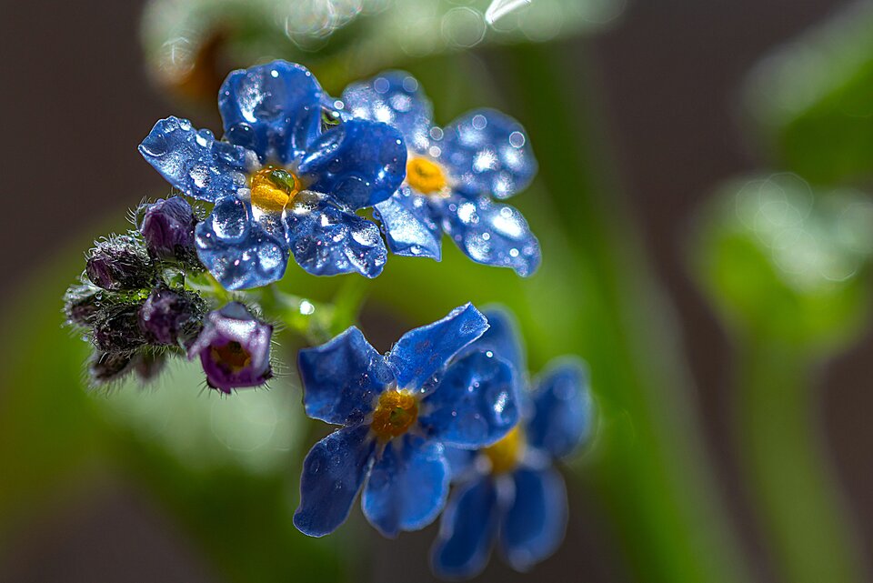 Niezapominajka 1 - mystic