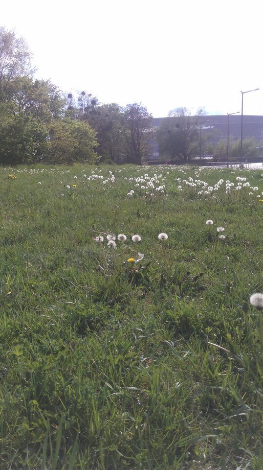 IMAG2600.jpg - Polaco86