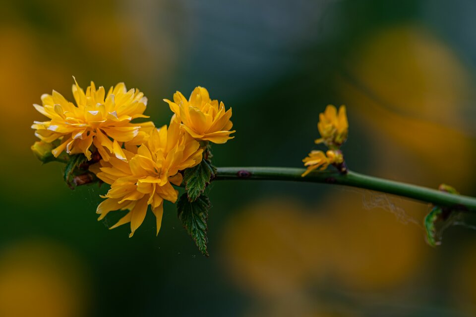 Żółte na zielonym - mystic