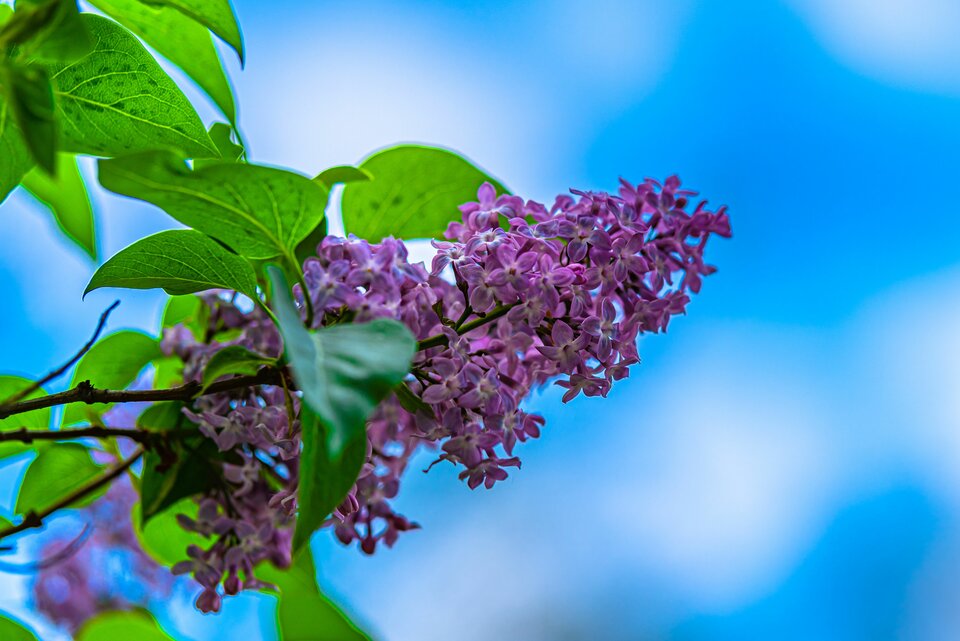 Bez na niebie - mystic