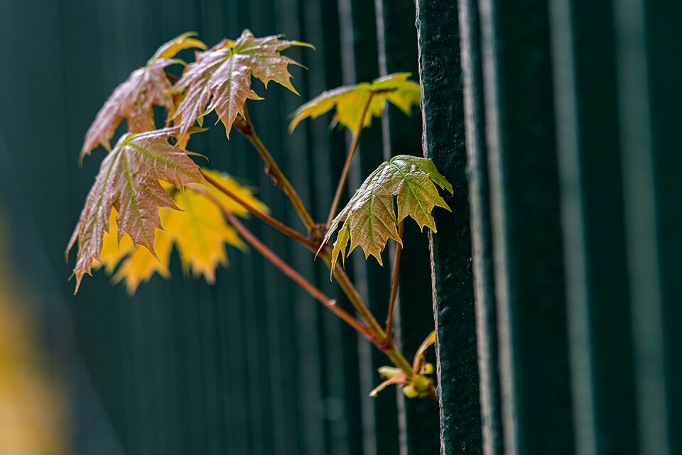 Ku wolności - mystic