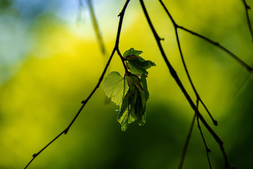 Zielono na zielonym - mystic