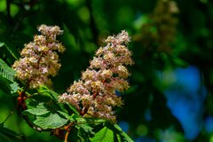 Strzeliłem kasztana ;)