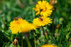 One na robotę nie narzekają...