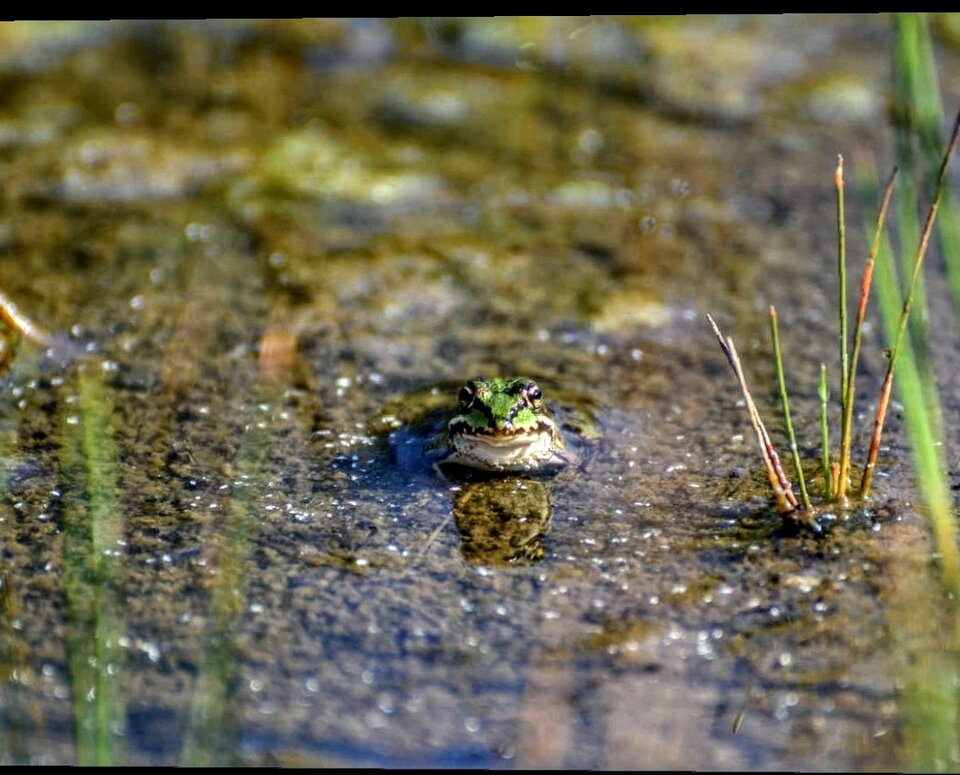 Screenshot_20200509_103726_com.android.chrome~3.jpg - dooris78