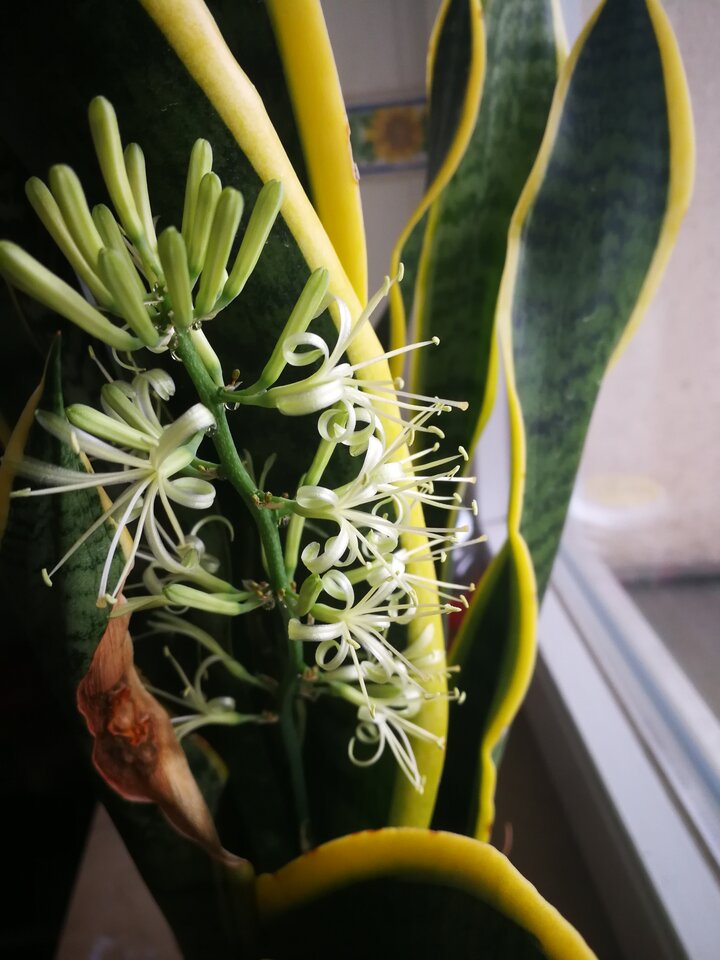 Kwitnąco.jpg - MaciekBoribos