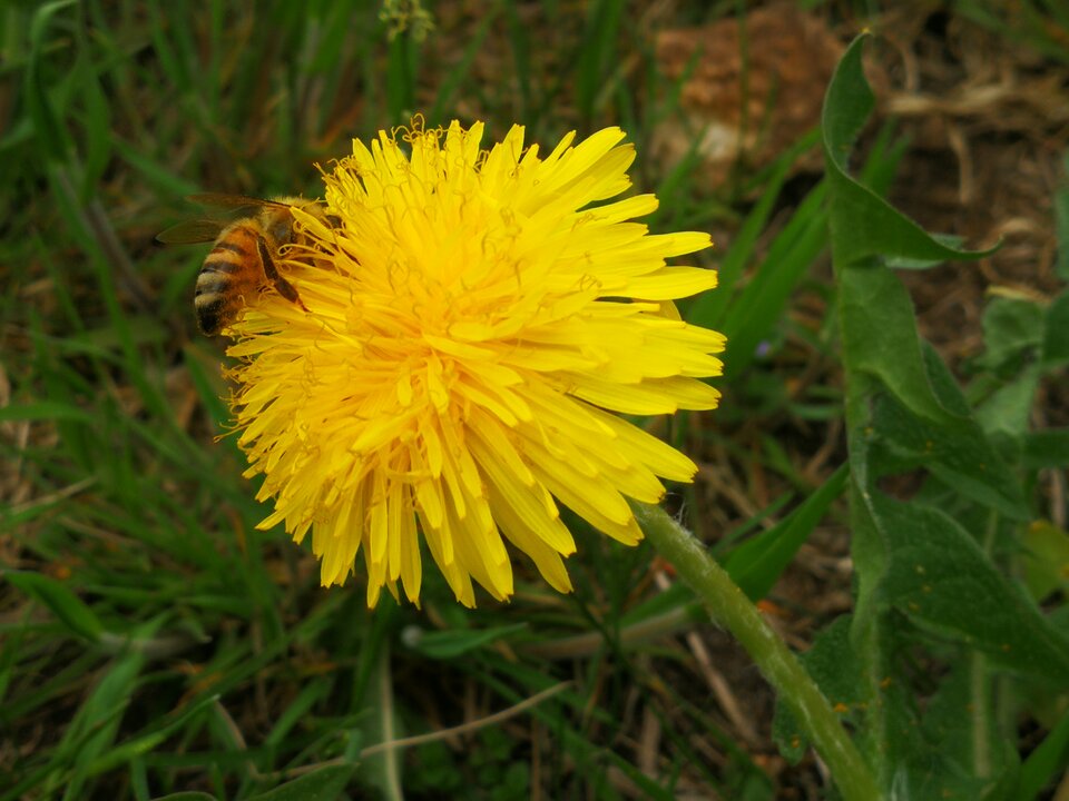 Pszczółka.jpg - MaciekBoribos