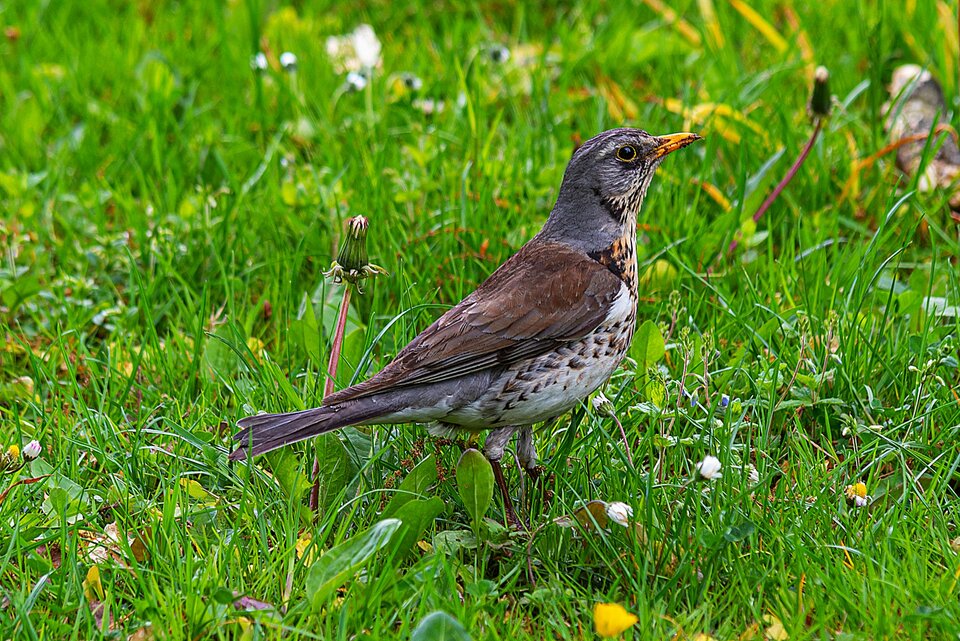 Z brudnym dziobem ;) - mystic