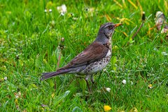 Z brudnym dziobem ;)