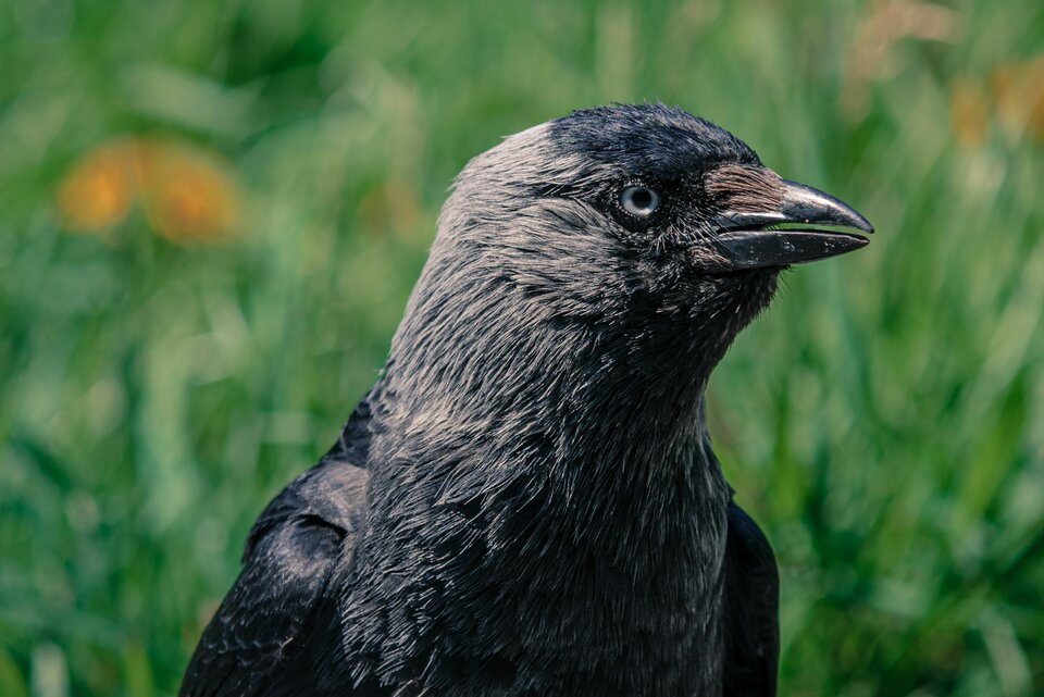 Ptasi modeling 3 - mystic