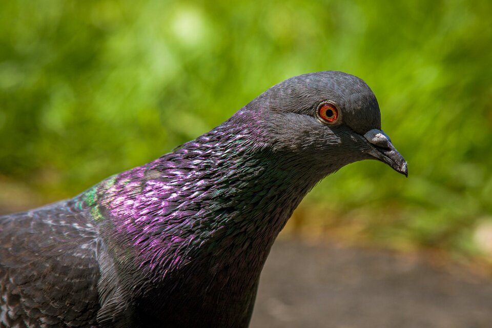 Ptasi modeling 4 - mystic