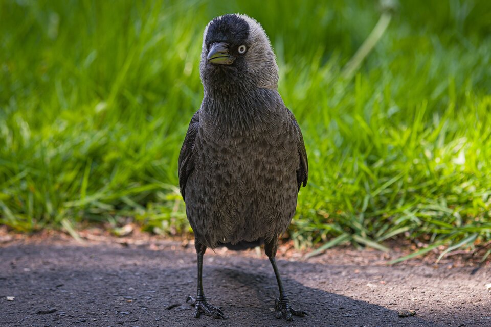 Ptasi modeling 6 - mystic