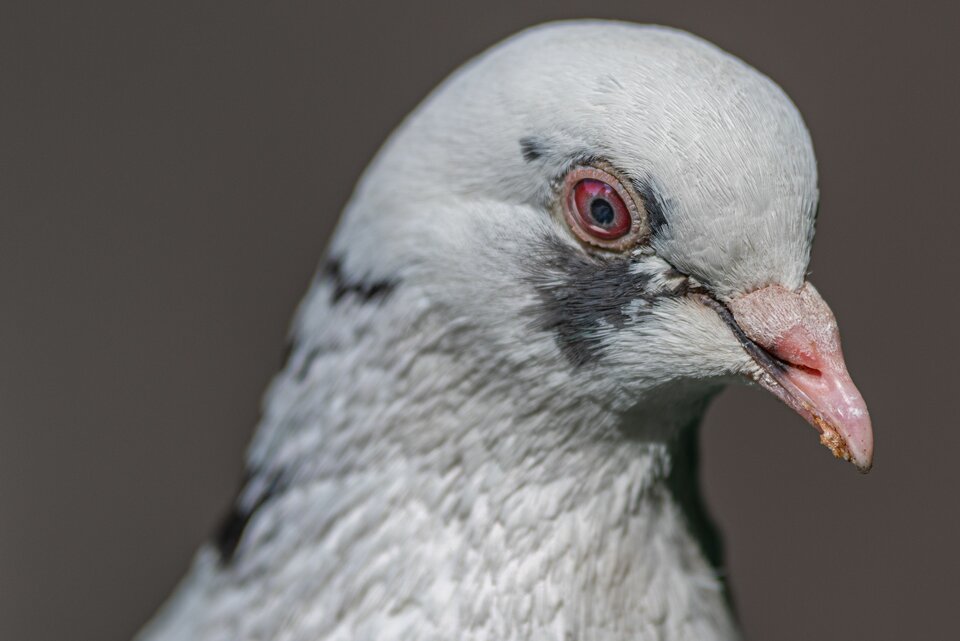 Ptasi modeling 5 - mystic