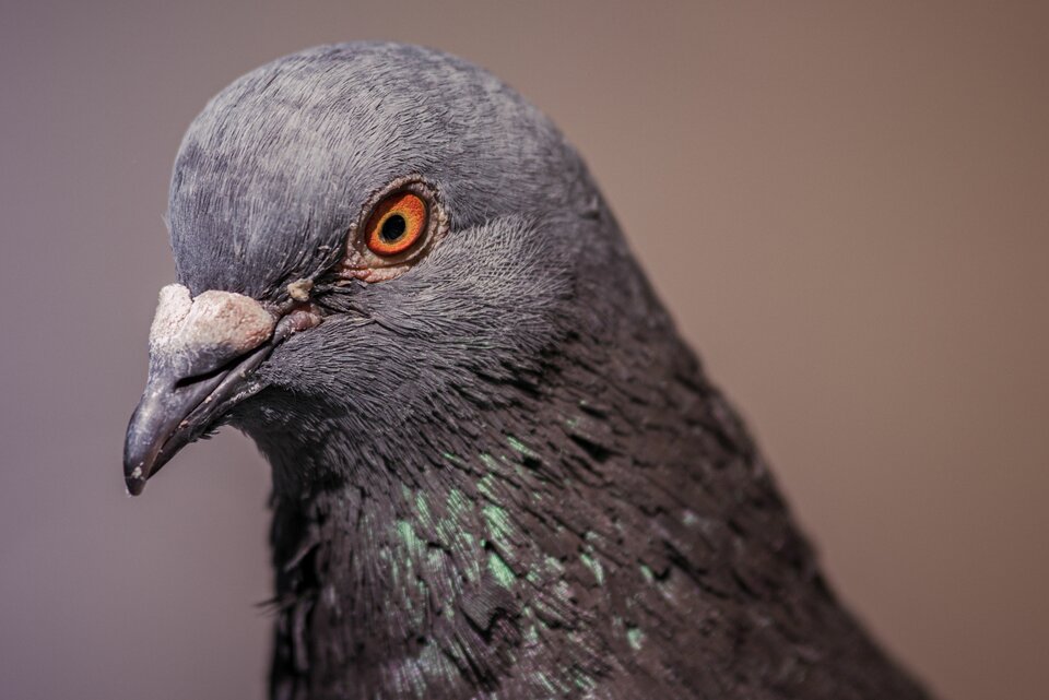 Ptasi modeling 7 - mystic