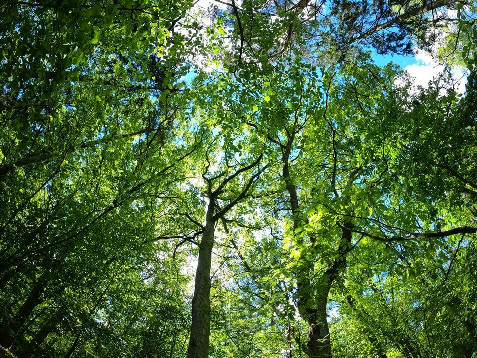 Płynę rzeką lasu, przestrzeń nieskończona... - carramba