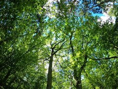 Płynę rzeką lasu, przestrzeń nieskończona...