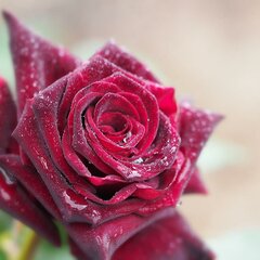 Rose-Black-Baccara.jpg