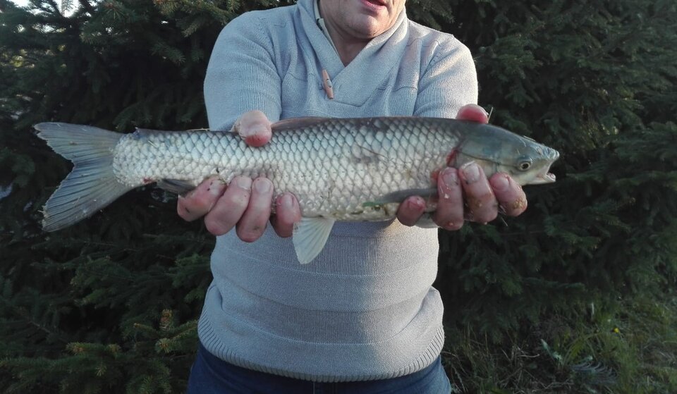 ryba 2.jpg - jacuzzi