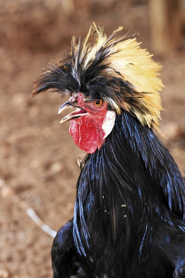 16066472-ozdoba-kur-rasy-bialoczuba-sa-takze-tzw-dzwonki-znajduj - Bart_Just_44