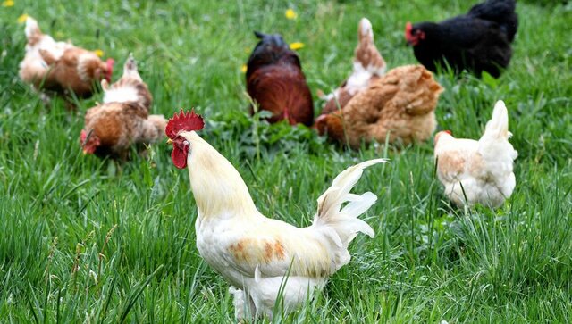 uid_e0dc574dda65cc4a953a57409626923f1582007608441_width_907_play - Bart_Just_44