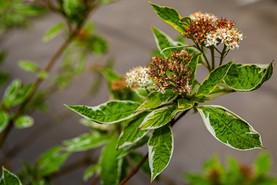 Drobnica ;) - mystic